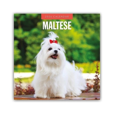 Browntrout Verlags GmbH Maltese - Malteser 2026 - 16-Monatskalender | Red Robin