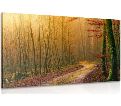 Obraz cestička do lesa