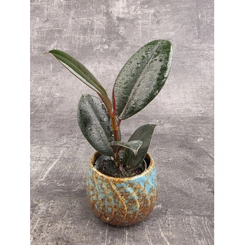 Ficus Robusta mini