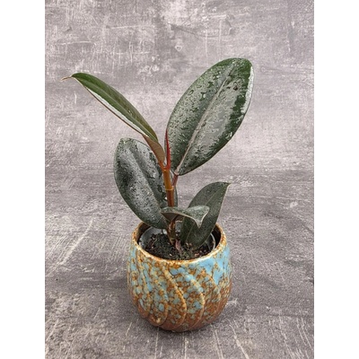Ficus Robusta mini