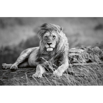 DIMEX ART s. r. o Флизелинов фототапет мощен лъв 375 x 250 см