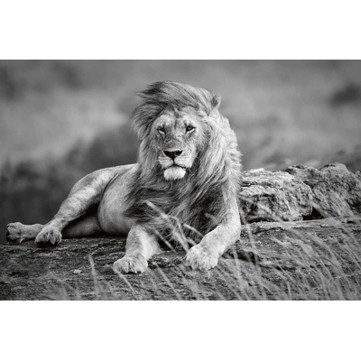 DIMEX ART Флизелинов фототапет мощен лъв 375 x 250 см