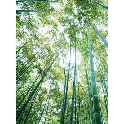 Preinterier Fototapeta panel - PL0192 - Stromy vlies - 206cm x 275cm