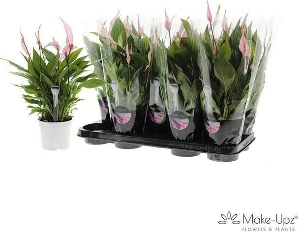 boob planter 4