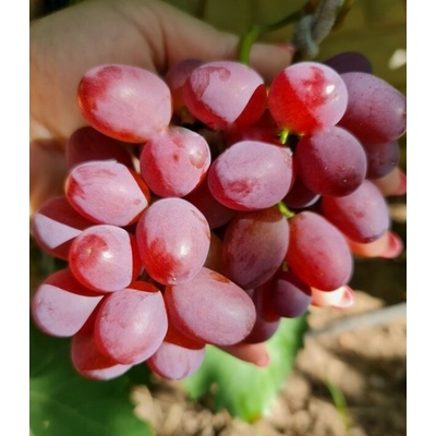 Vinič Rekord, Record seedless, bez semien