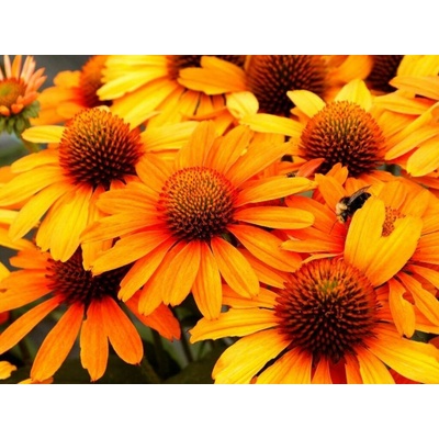 Echinacea purpurová Prima Saffron