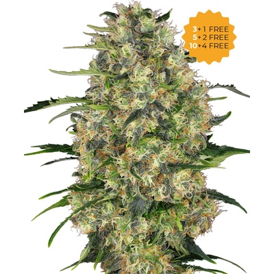 Sensi Seeds Black Domina semena neobsahují THC 3 ks
