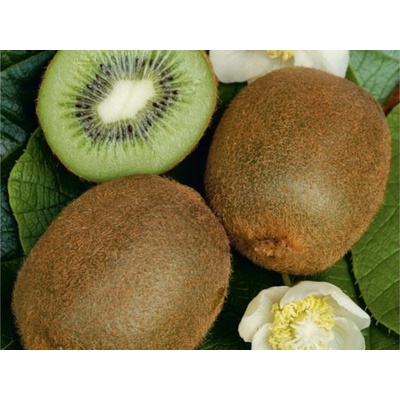 Kiwi veľkoplodé Hayward, výška 20-40 cm, kvetináč 12 cm