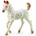 CollectA Koń Knabstrupper Foal