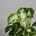 Syngonium Pixie baby