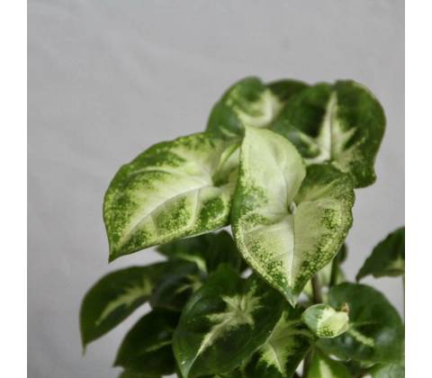 Syngonium Pixie baby