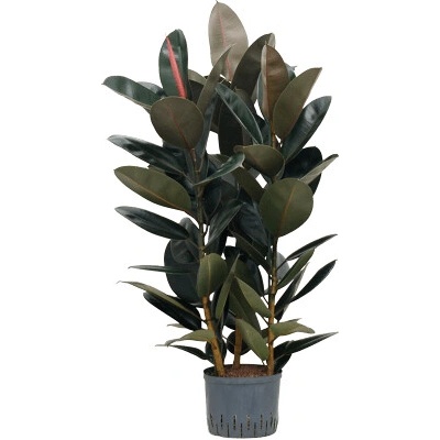 Ficus elastica abidjan 3pp 25/19 v.110 cm