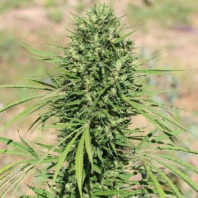Ace Seeds Morocco Beldia Kif regular semena neobsahují THC 5 ks