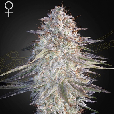 Green House Seed Super Lemon Haze x Pink Candy semienka neobsahujú THC 10 ks