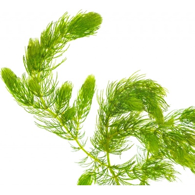 Ceratophyllum demersun - Rožkatec ponorený