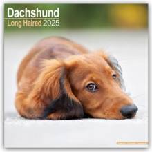 Longhaired Dachshund Langhaardackel 16-Monats 2025