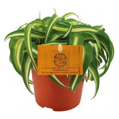 Zelenec, Chlorophytum comosum Bonnie, průměr květináče 12 cm