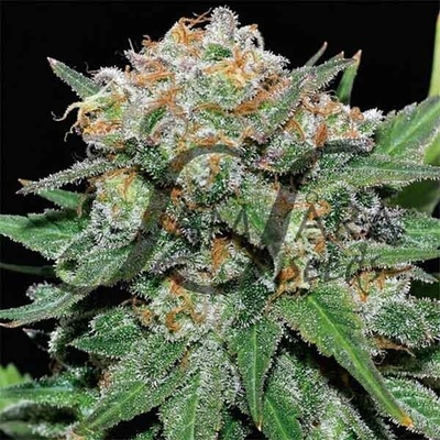 Samsara El Alquimista semienka neobsahujú THC 10 ks
