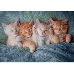 Castorland - Puzzle The Sweetest Kittens - 1 000 piese