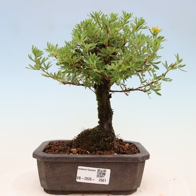 e-bonsai Venkovní bonsai-Mochna křovitá - potentila fruticosa