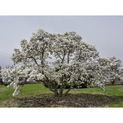 Magnólia hviezdicovitá Royal Star, výška 30-50 cm, kvetináč 3 l