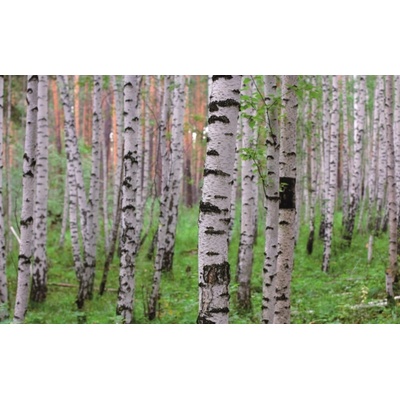 Rasch 848359 Vliesová fototapeta na zeď Magic Walls, rozměry 4,24 x 2,65 m