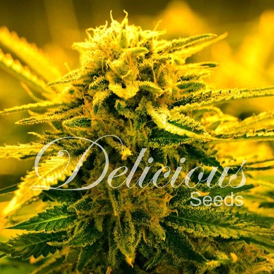 Delicious Seeds Sugar Black Rose AUTO semena neobsahují THC 3 ks