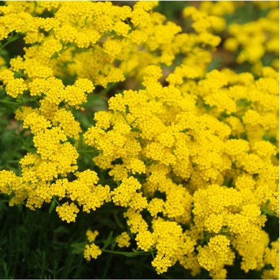 Tařice skalní Gold dust - Alyssum saxatile - osivo tařice - 150 ks