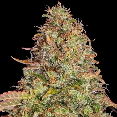 Barney's Farm Zkittlez OG AUTO semena neobsahují THC 5 ks