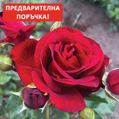 Роза Royal Red® - Kordes®
