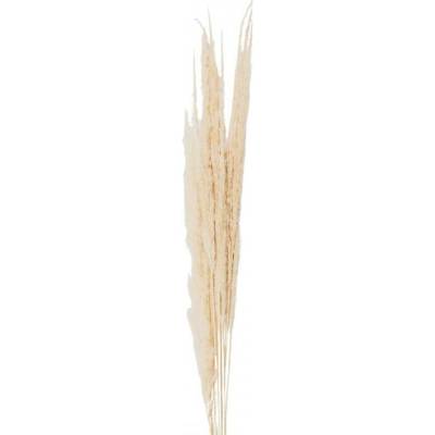 Přírodní béžová kytice sušené květy trávy – 90 cm