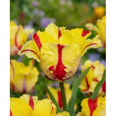 Tulipán 'Flaming parrot' 5 ks
