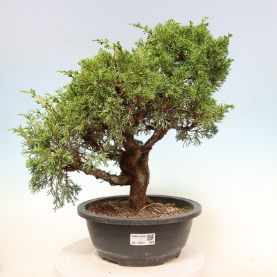 e-bonsai Venkovní bonsai - Juniperus chinensis Itoigawa-Jalovec čínský
