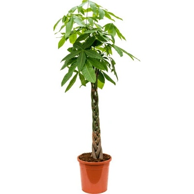 Pachira aquatica Stem braided 31x170 cm