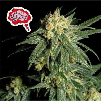 Seedsman Amnesia Fast semena neobsahují THC 5 ks
