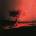 Joji - Piss In The Wind (CD) (0198704742835)