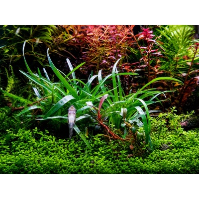 Eriocaulon sp. Vietnam