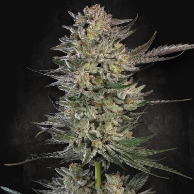 Paradise Seeds Candy Breath semena neobsahují THC 10 ks