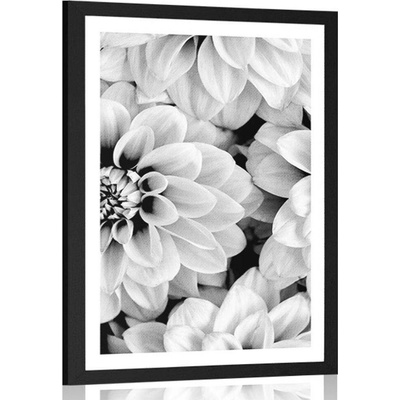 Plakát s paspartou květiny dálí v černobílém provedení - 30x45 silver