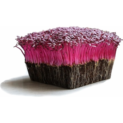 Microgreens Červený amaranth na microgreens 50 g