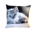 Dadka vankúš fototlač čiernobiele mačiatko 40x40