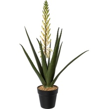 Aloe s kvetom v kvetináči, 65cm