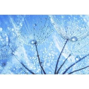 DIMEX ART Флизелинов фототапет водни капки върху глухарче 375 x 250 см