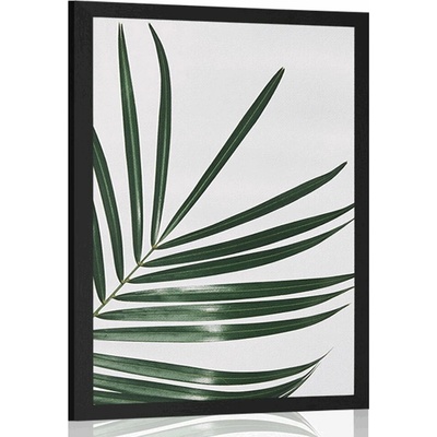 Plakát nádherný palmový list - 40x60 no frame