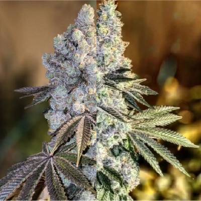 Ethos Genetics Gen 1 Duet Mix semienka neobsahujú THC 10 ks