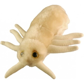 Veš