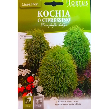 Hortus Кохия (Летен Кипарис) Tricophylla Childjii