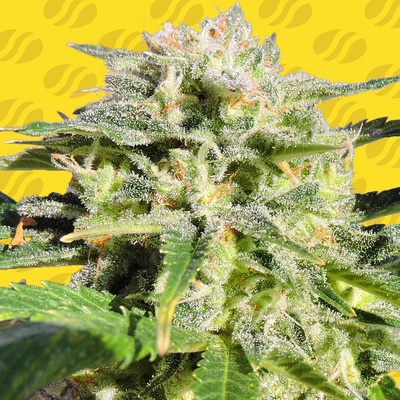 Original Sensible Seeds Lemonberry Haze Auto semienka neobsahujú THC 25 ks