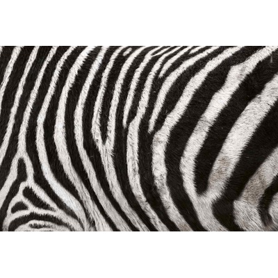 DIMEX ART Флизелинов фототапет зеброва текстура 375 x 250 см