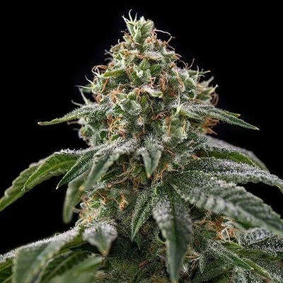 Spliff Seeds Girl Scout Cookies semienka neobsahujú THC 3 ks